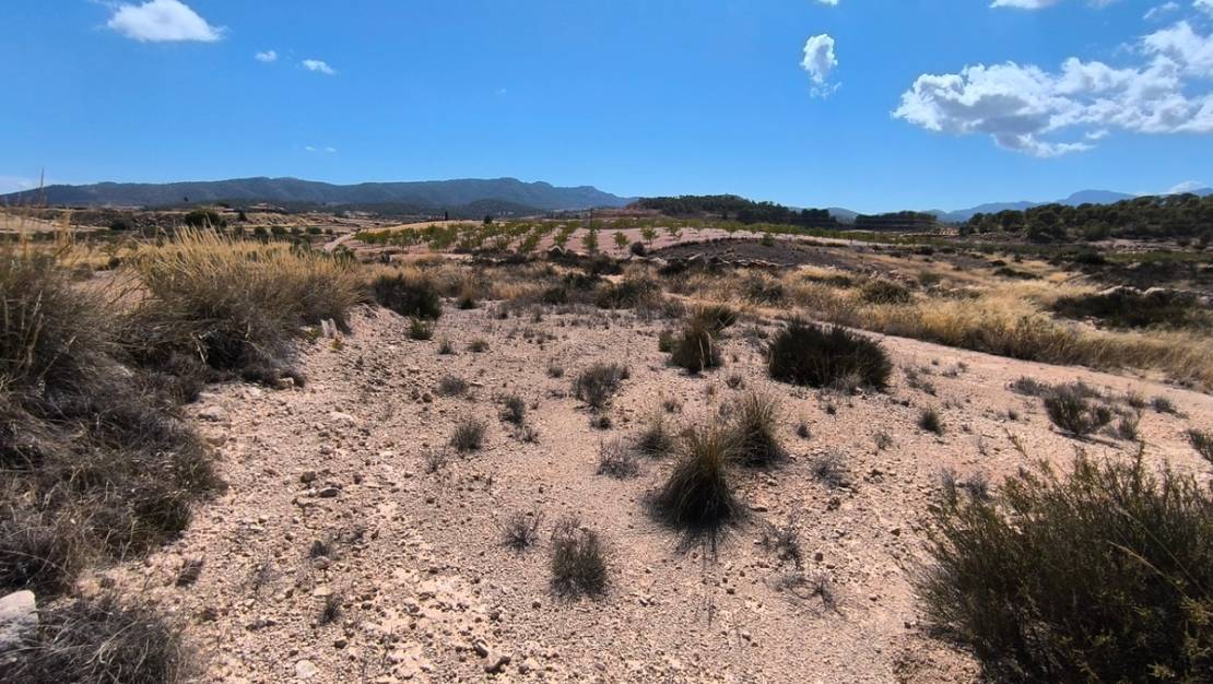 Sale - Land - Jumilla - Jumilla Centro