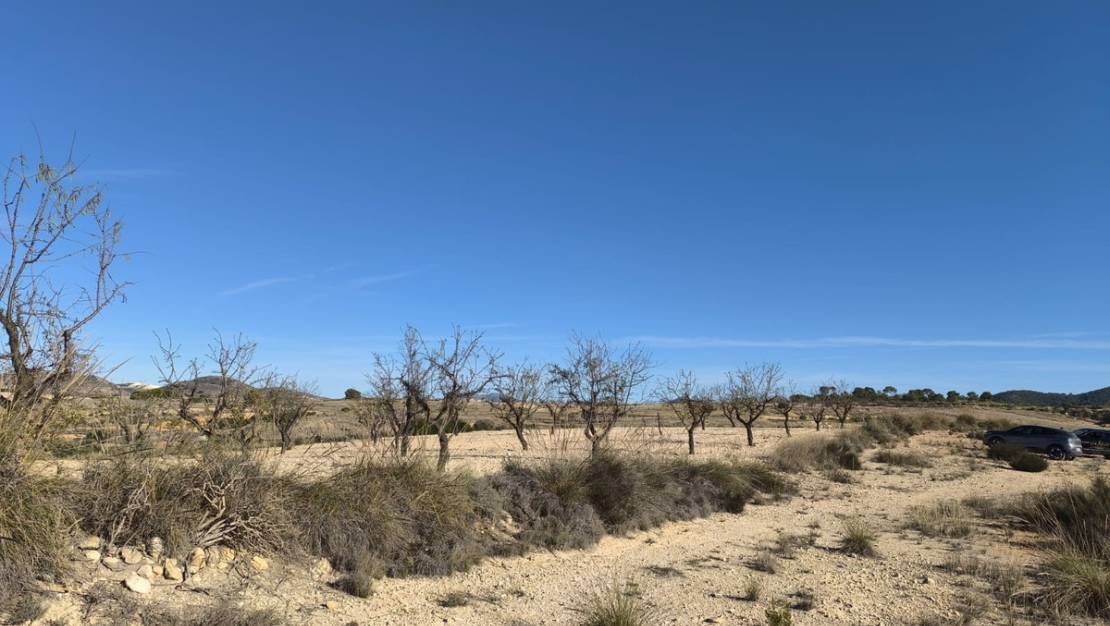 Sale - Land - Jumilla - Jumilla Centro