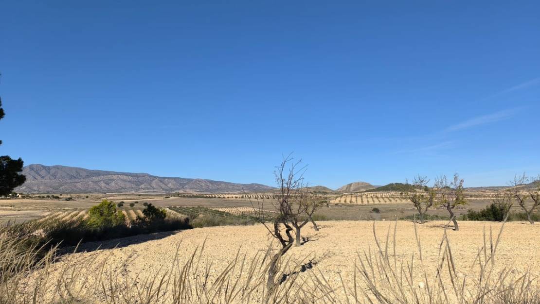 Sale - Land - Jumilla - Jumilla Centro