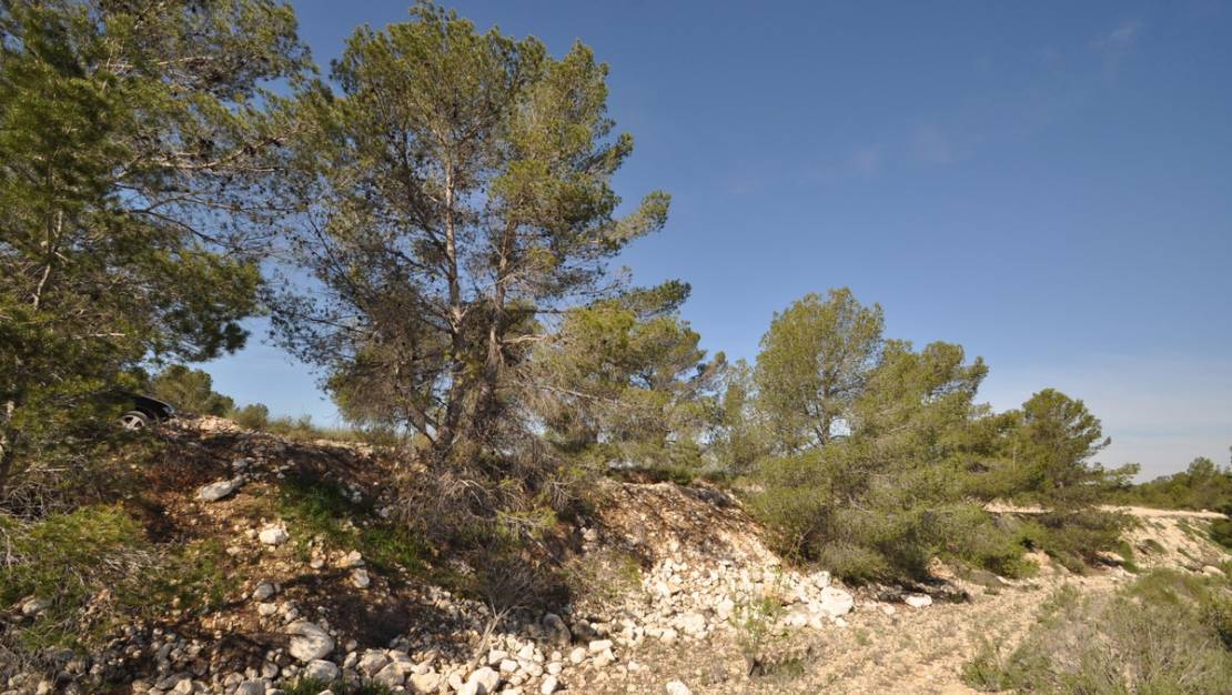 Sale - Land - Jumilla - La Zarza
