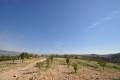 Sale - Land - Jumilla - La Zarza