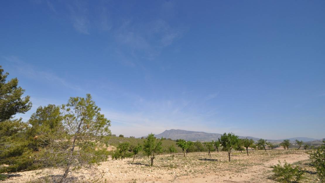 Sale - Land - Jumilla - La Zarza
