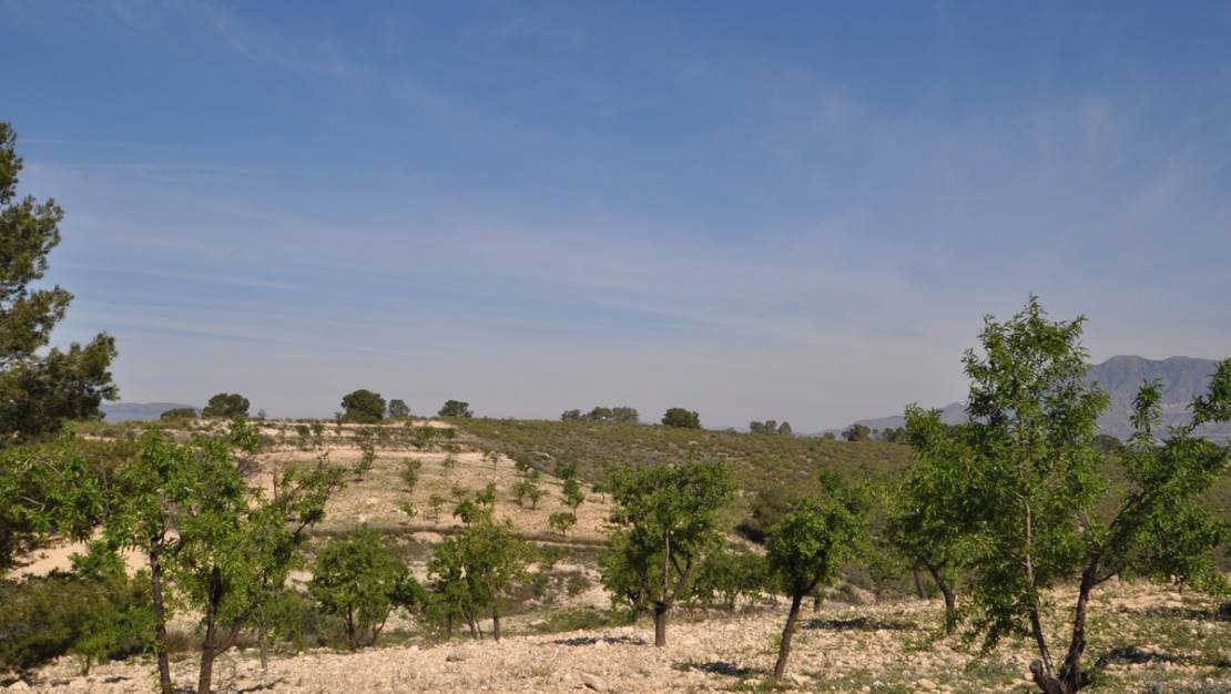Sale - Land - Jumilla - La Zarza