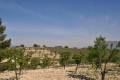 Sale - Land - Jumilla - La Zarza