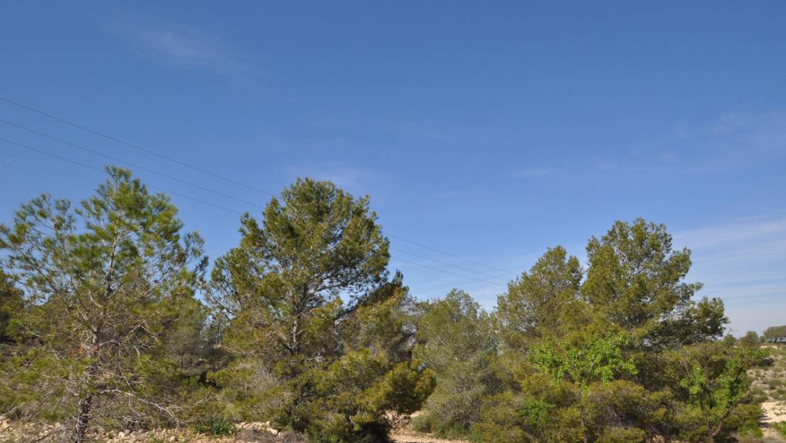 Sale - Land - Jumilla - La Zarza