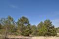Sale - Land - Jumilla - La Zarza