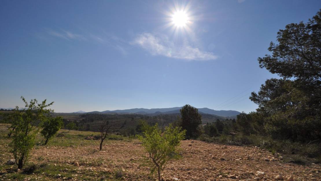 Sale - Land - Jumilla - La Zarza