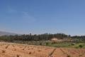 Sale - Land - Jumilla - La Zarza