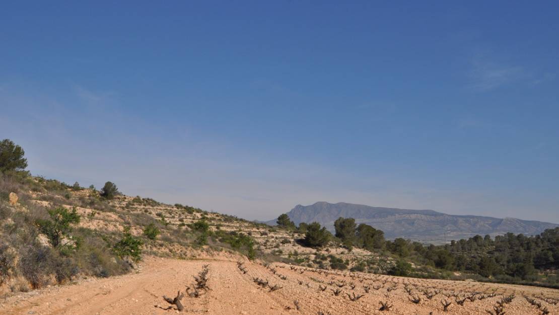 Sale - Land - Jumilla - La Zarza