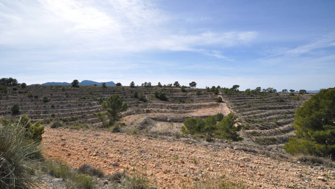 Sale - Land - Jumilla - La Zarza