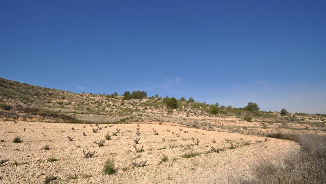 Sale - Land - Jumilla - La Zarza