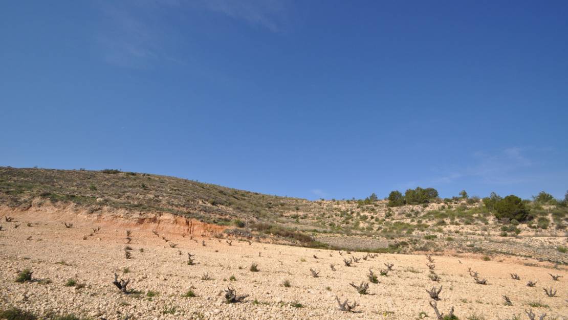 Sale - Land - Jumilla - La Zarza