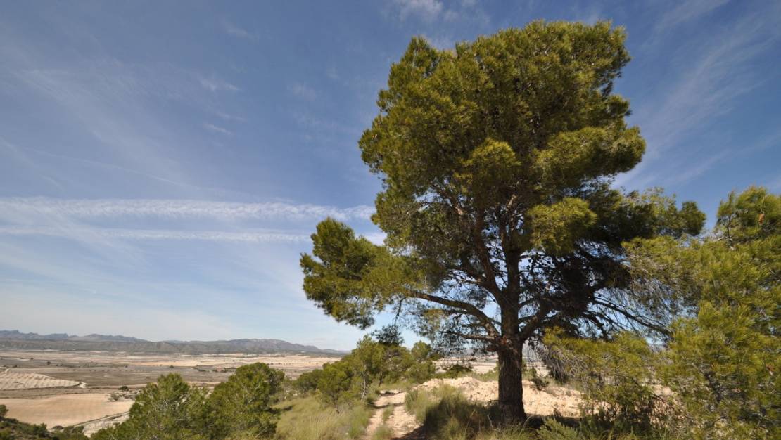 Sale - Land - Jumilla - La Zarza