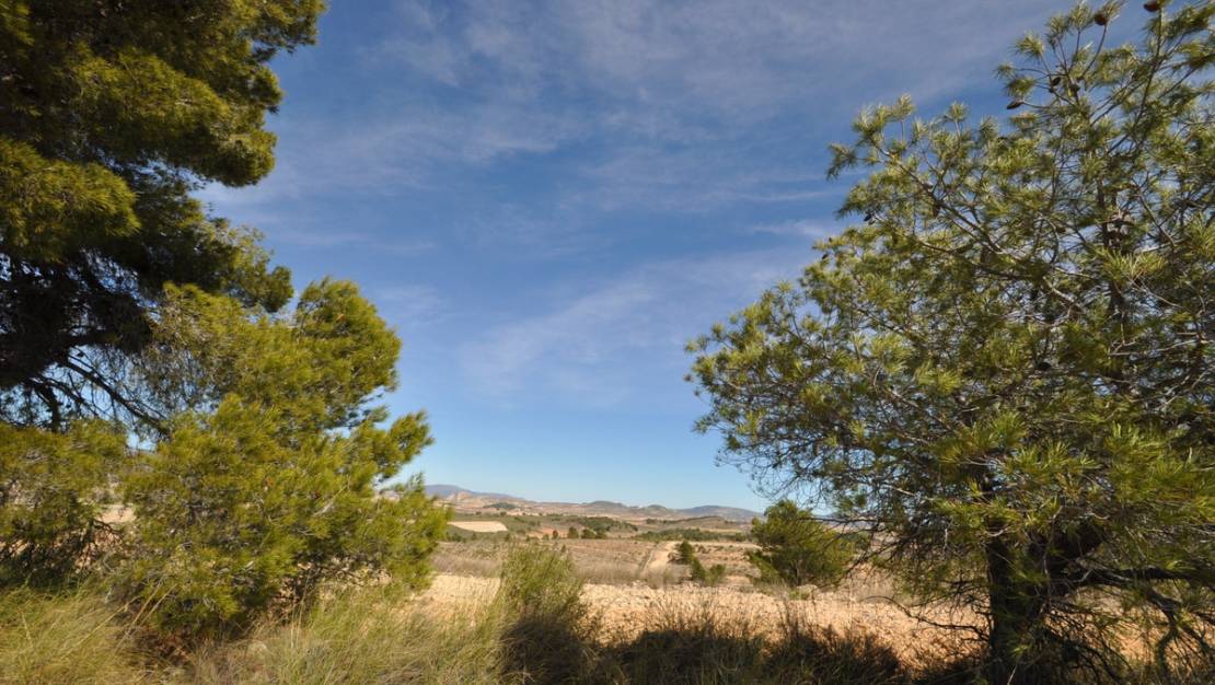 Sale - Land - Jumilla - La Zarza