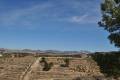 Sale - Land - Jumilla - La Zarza