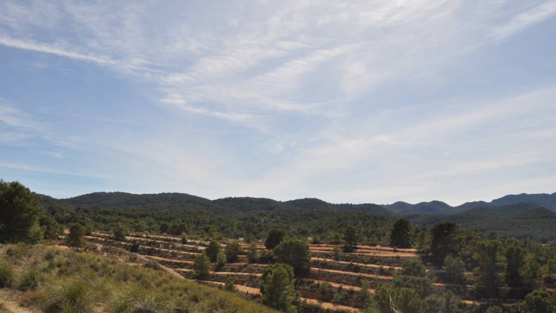 Sale - Land - Jumilla - La Zarza