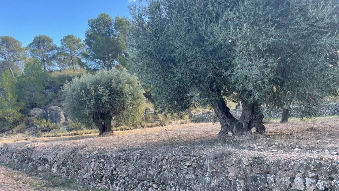 Sale - Land - Jumilla - La Zarza