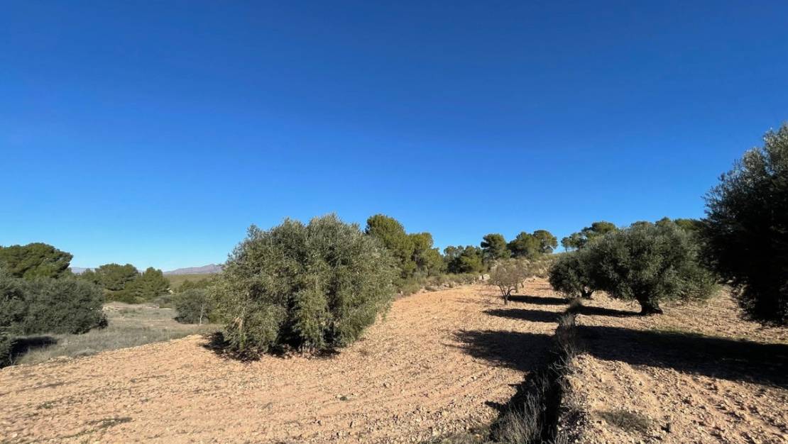 Sale - Land - Jumilla - La Zarza