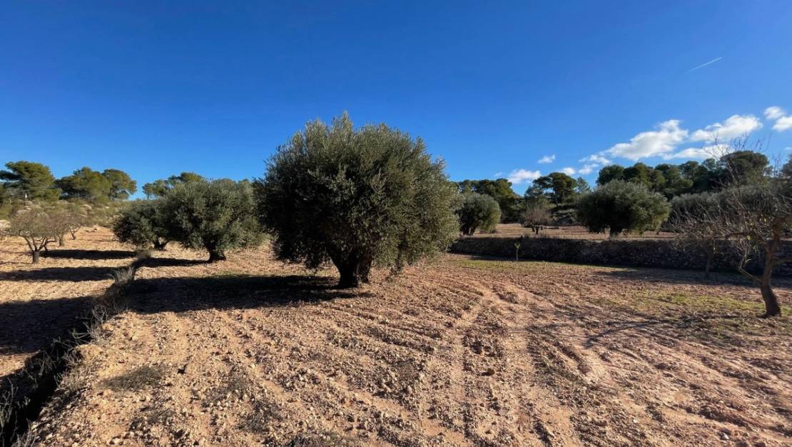 Sale - Land - Jumilla - La Zarza