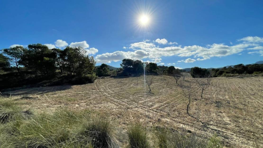 Sale - Land - Jumilla - La Zarza