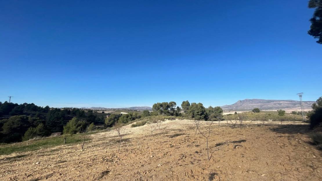 Sale - Land - Jumilla - La Zarza