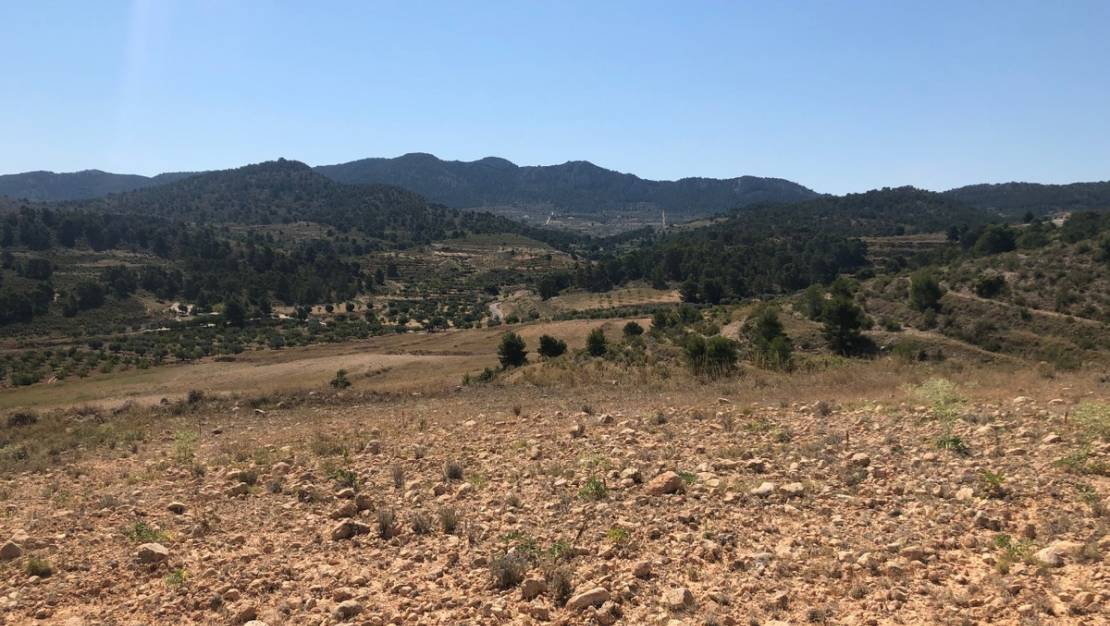 Sale - Land - Jumilla - La Zarza