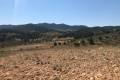 Sale - Land - Jumilla - La Zarza