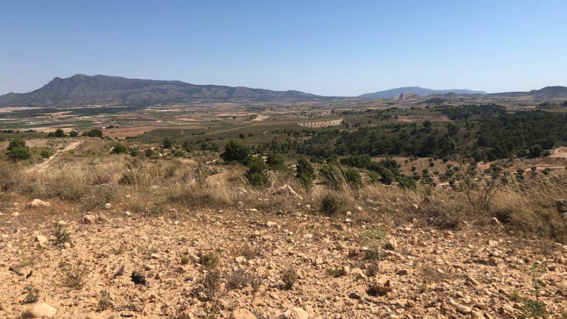 Sale - Land - Jumilla - La Zarza