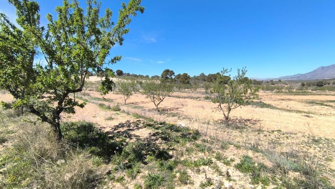 Sale - Land - Jumilla - La Zarza