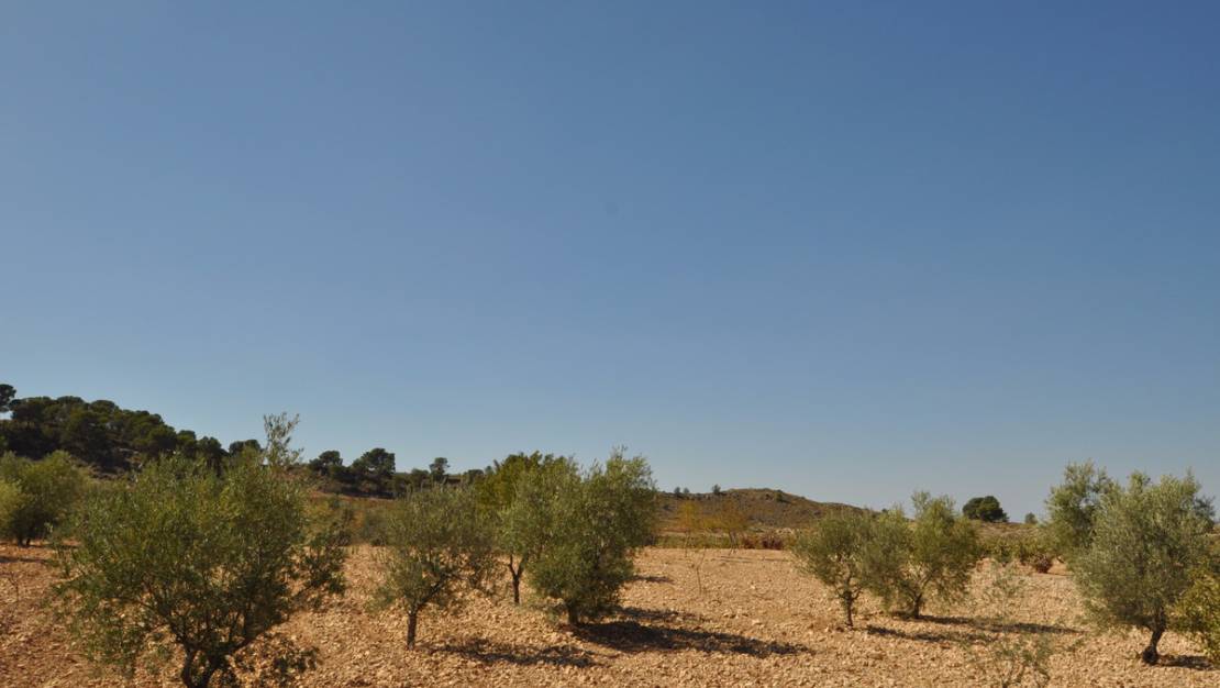 Sale - Land - Jumilla - Torre Del Rico