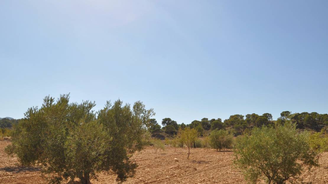 Sale - Land - Jumilla - Torre Del Rico