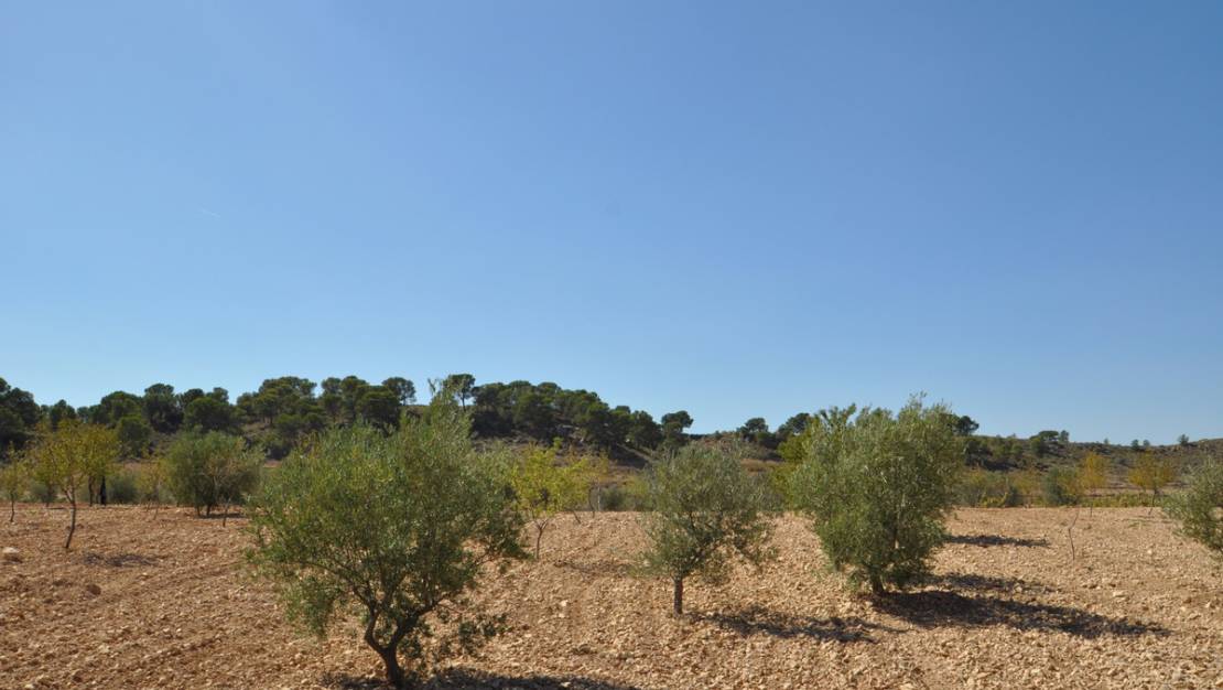 Sale - Land - Jumilla - Torre Del Rico
