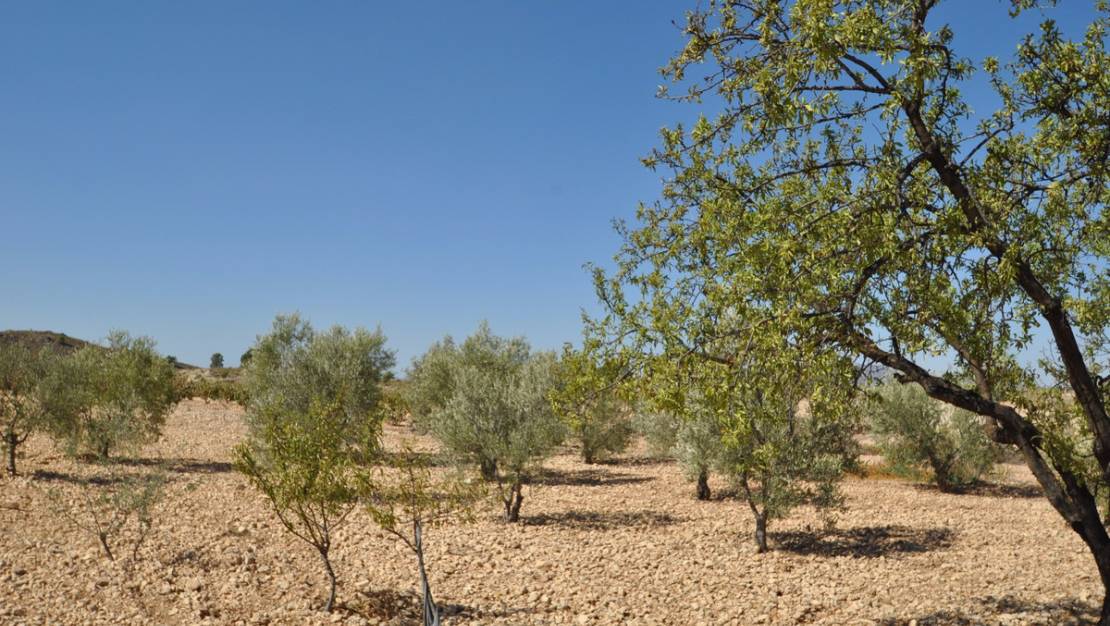 Sale - Land - Jumilla - Torre Del Rico