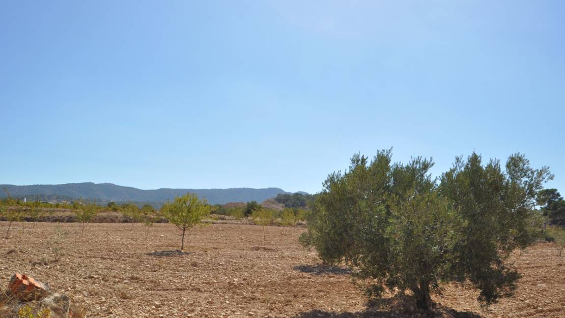 Sale - Land - Jumilla - Torre Del Rico