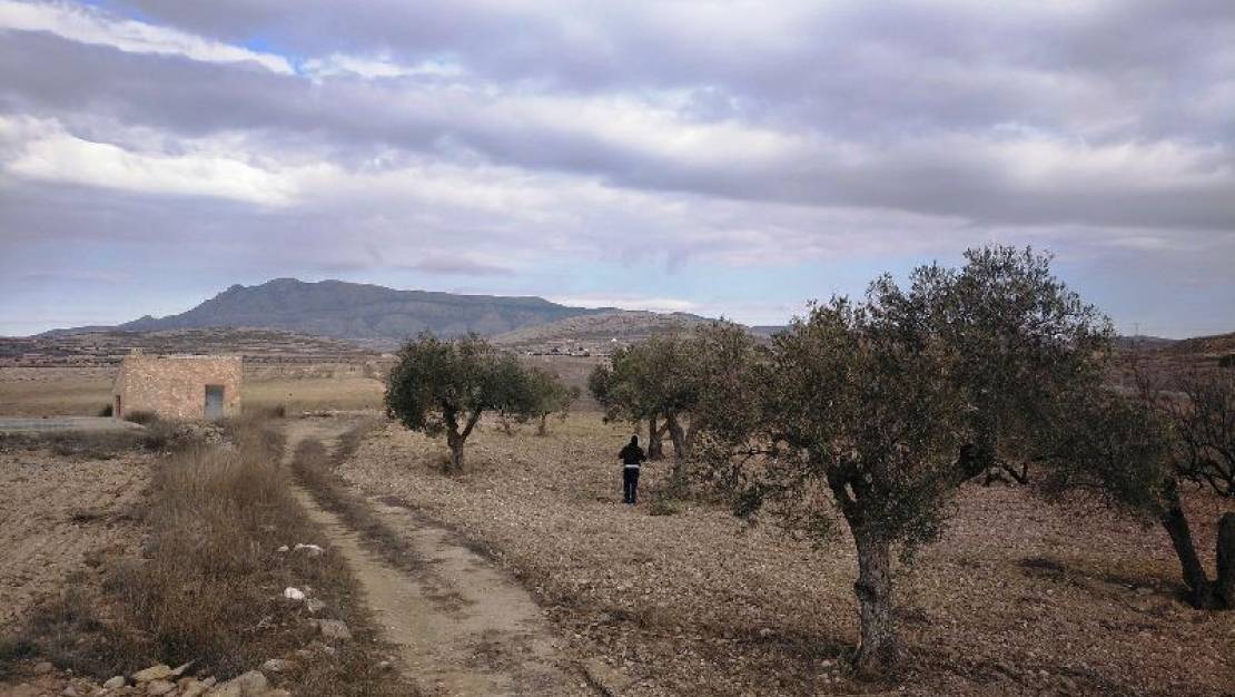 Sale - Land - Jumilla - Torre Del Rico
