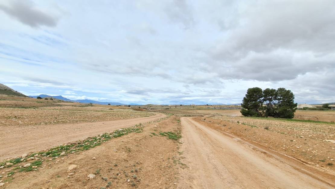 Sale - Land - Jumilla - Torre Del Rico