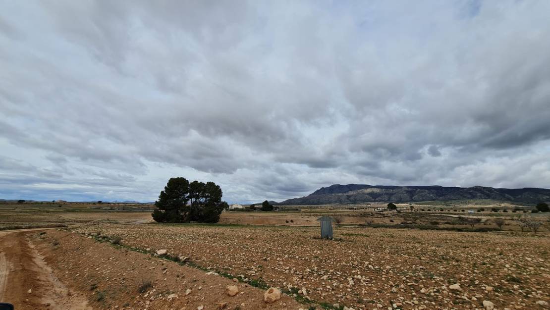 Sale - Land - Jumilla - Torre Del Rico