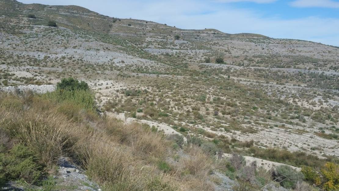 Sale - Land - Lorca - Lorca Centro