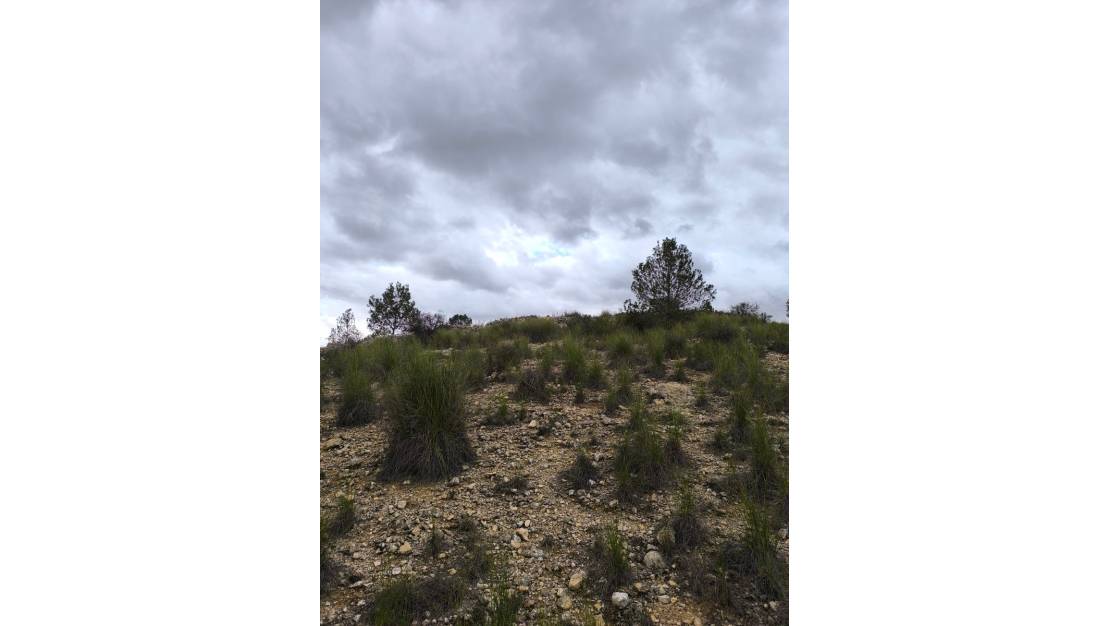 Sale - Land - Monóvar - Monòver - Chinorlet