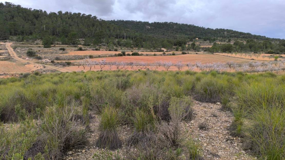 Sale - Land - Monóvar - Monòver - Chinorlet