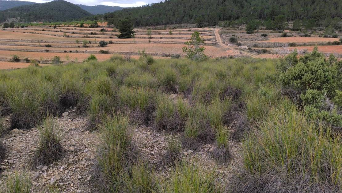 Sale - Land - Monóvar - Monòver - Chinorlet