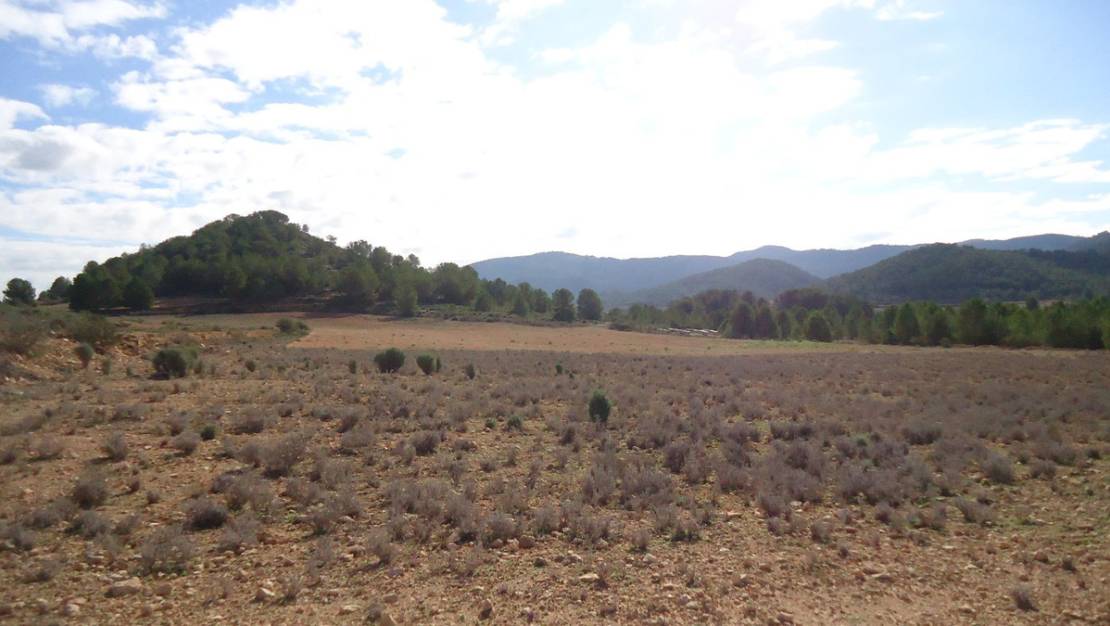 Sale - Land - Monóvar - Monòver - Monóvar - Monòver Centro