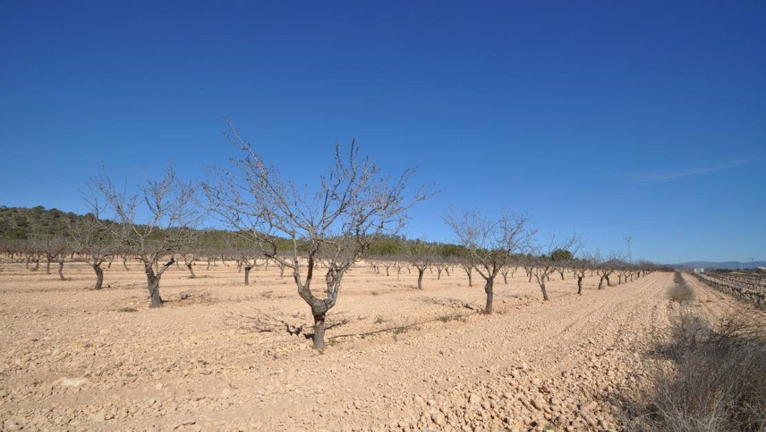 Sale - Land - Monóvar - Monòver - Monóvar - Monòver Centro