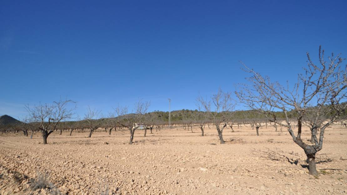 Sale - Land - Monóvar - Monòver - Monóvar - Monòver Centro