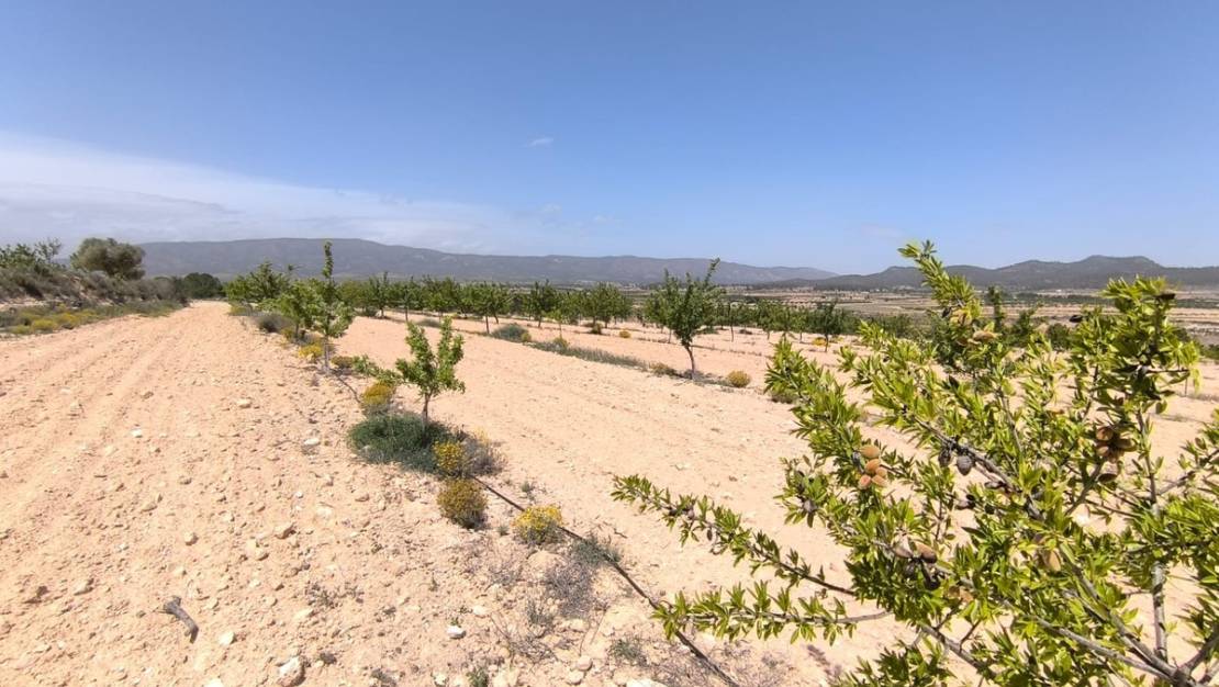 Sale - Land - Monóvar - Monòver - Monóvar - Monòver Centro