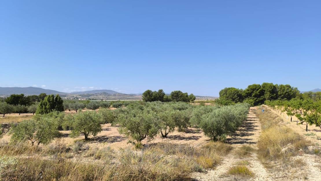 Sale - Land - Monóvar - Monòver - Monóvar - Monòver Centro