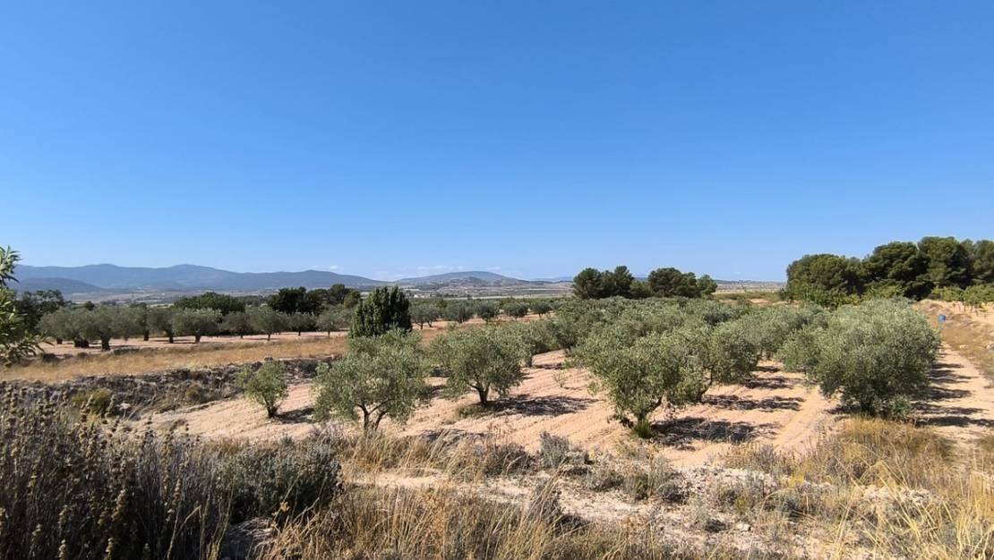 Sale - Land - Monóvar - Monòver - Monóvar - Monòver Centro