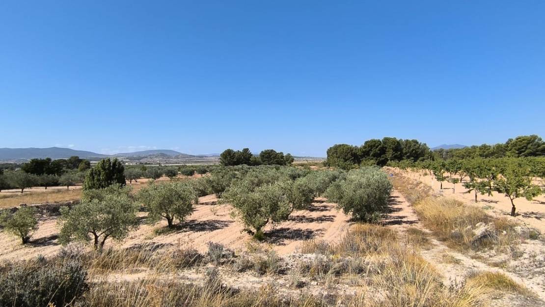 Sale - Land - Monóvar - Monòver - Monóvar - Monòver Centro