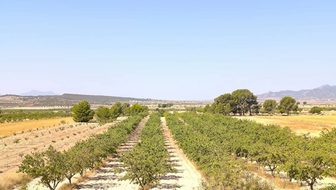 Sale - Land - Monóvar - Monòver - Monóvar - Monòver Centro