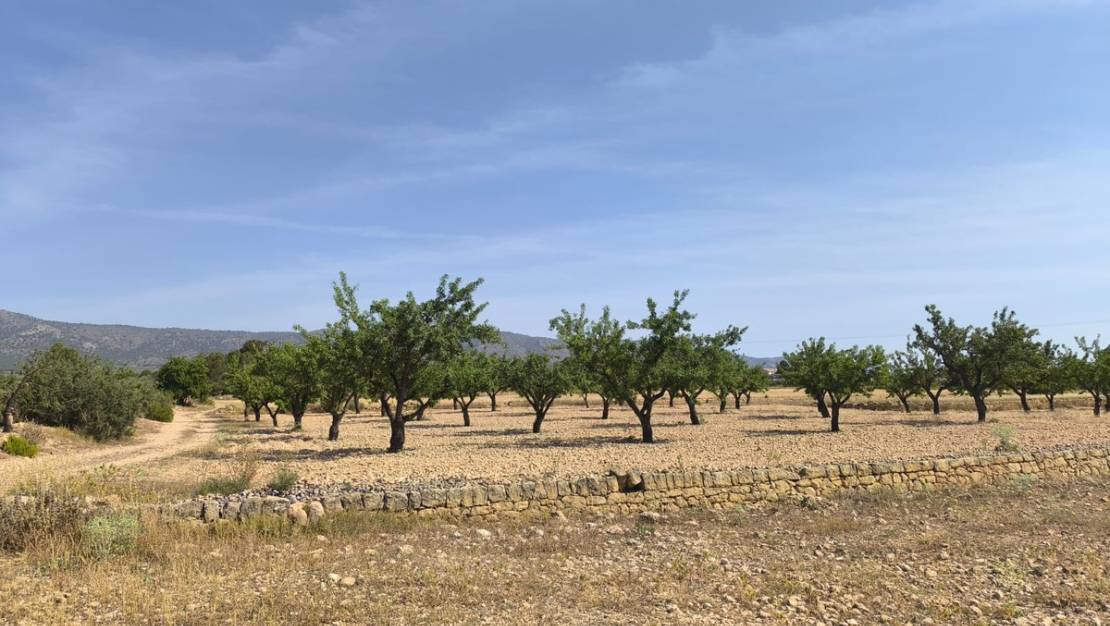 Sale - Land - Monóvar - Monòver - Monóvar - Monòver Centro